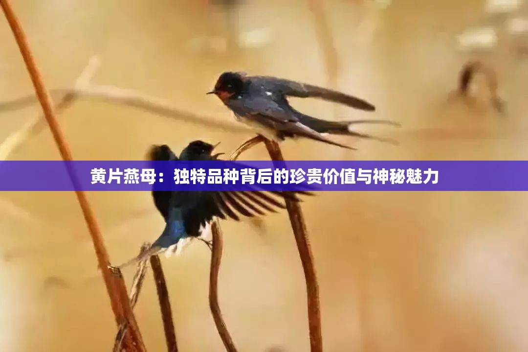 黄片燕母：独特品种背后的珍贵价值与神秘魅力
