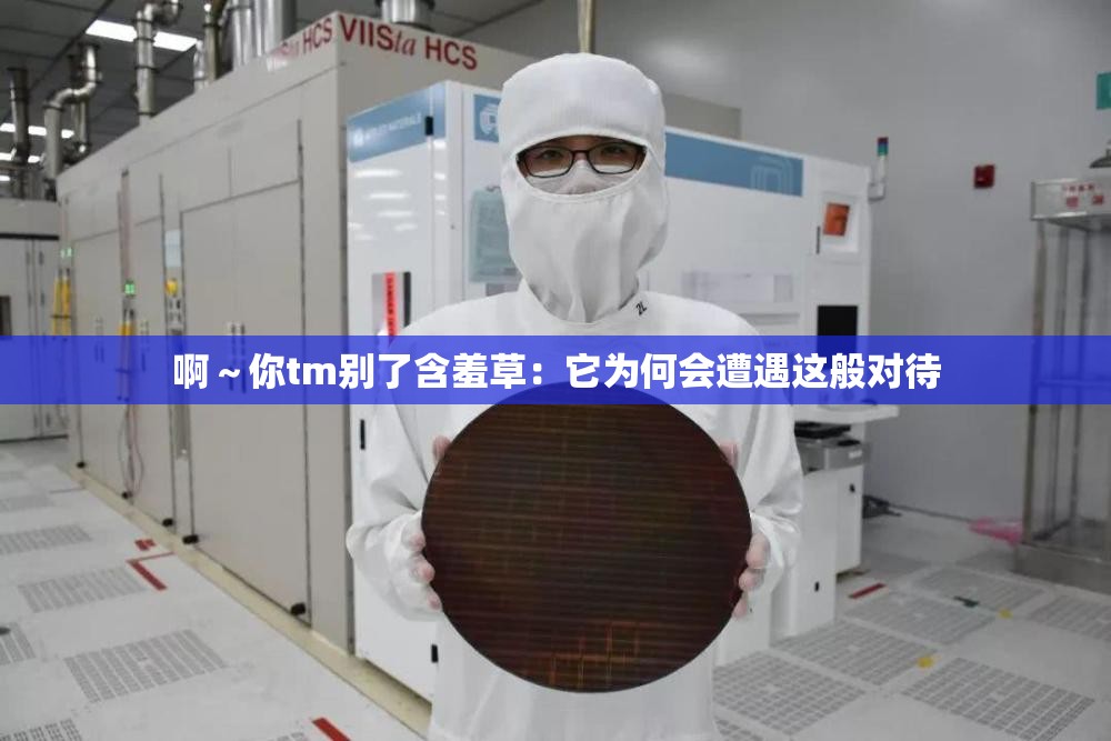 啊～你tm别了含羞草：它为何会遭遇这般对待