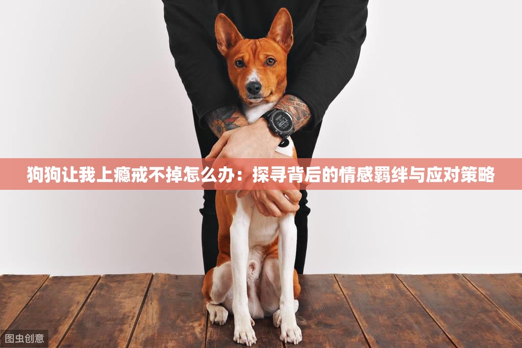 狗狗让我上瘾戒不掉怎么办：探寻背后的情感羁绊与应对策略