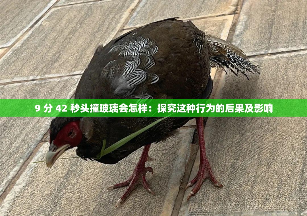 9 分 42 秒头撞玻璃会怎样：探究这种行为的后果及影响