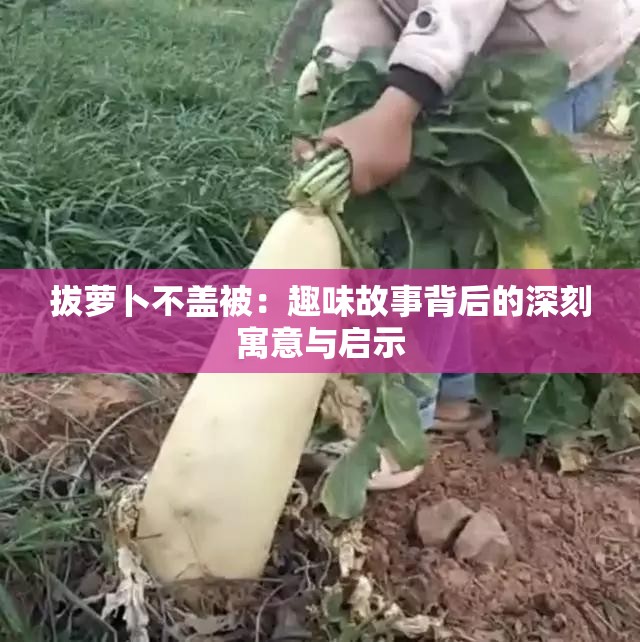 拔萝卜不盖被：趣味故事背后的深刻寓意与启示