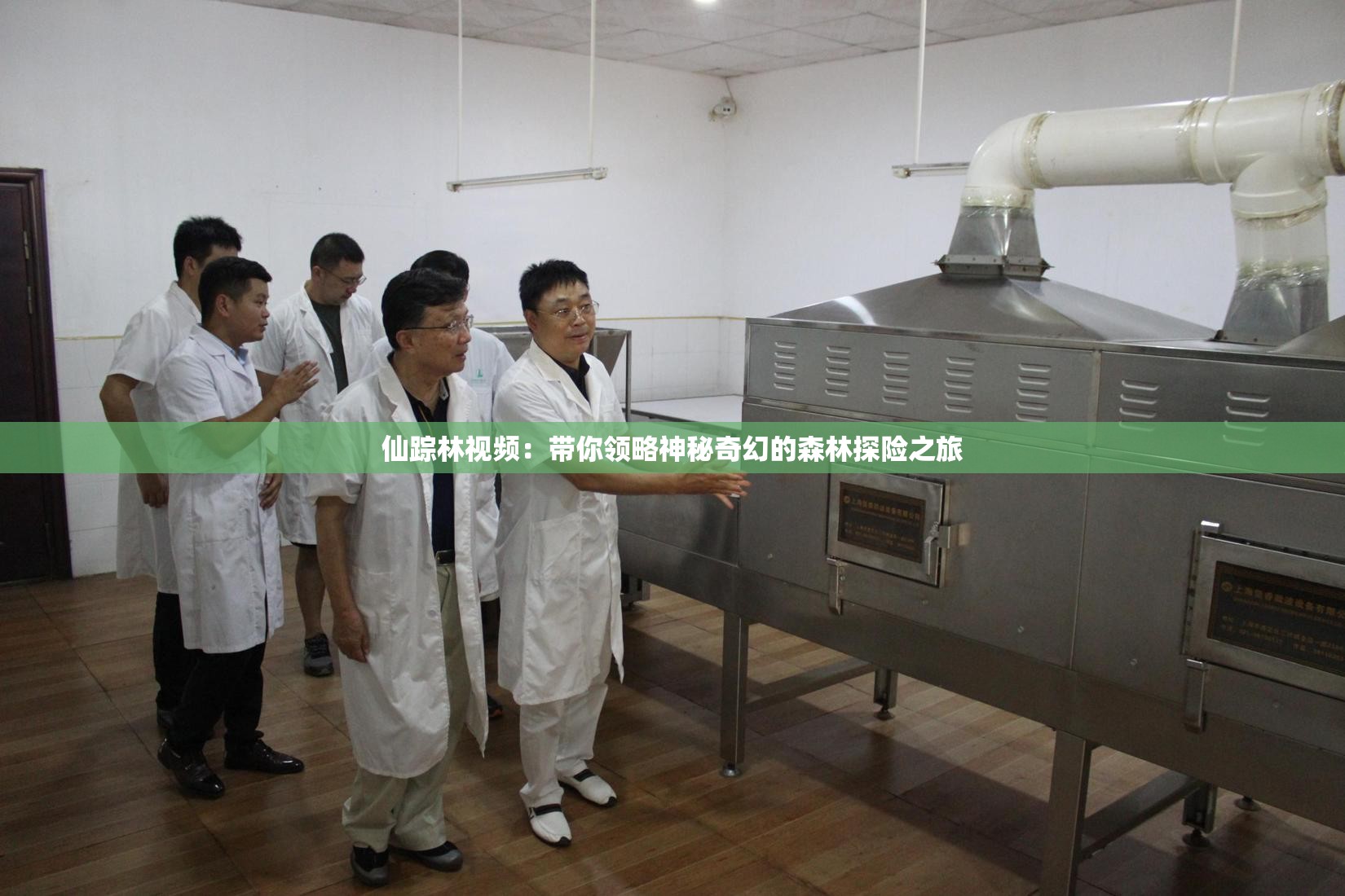 仙踪林视频：带你领略神秘奇幻的森林探险之旅