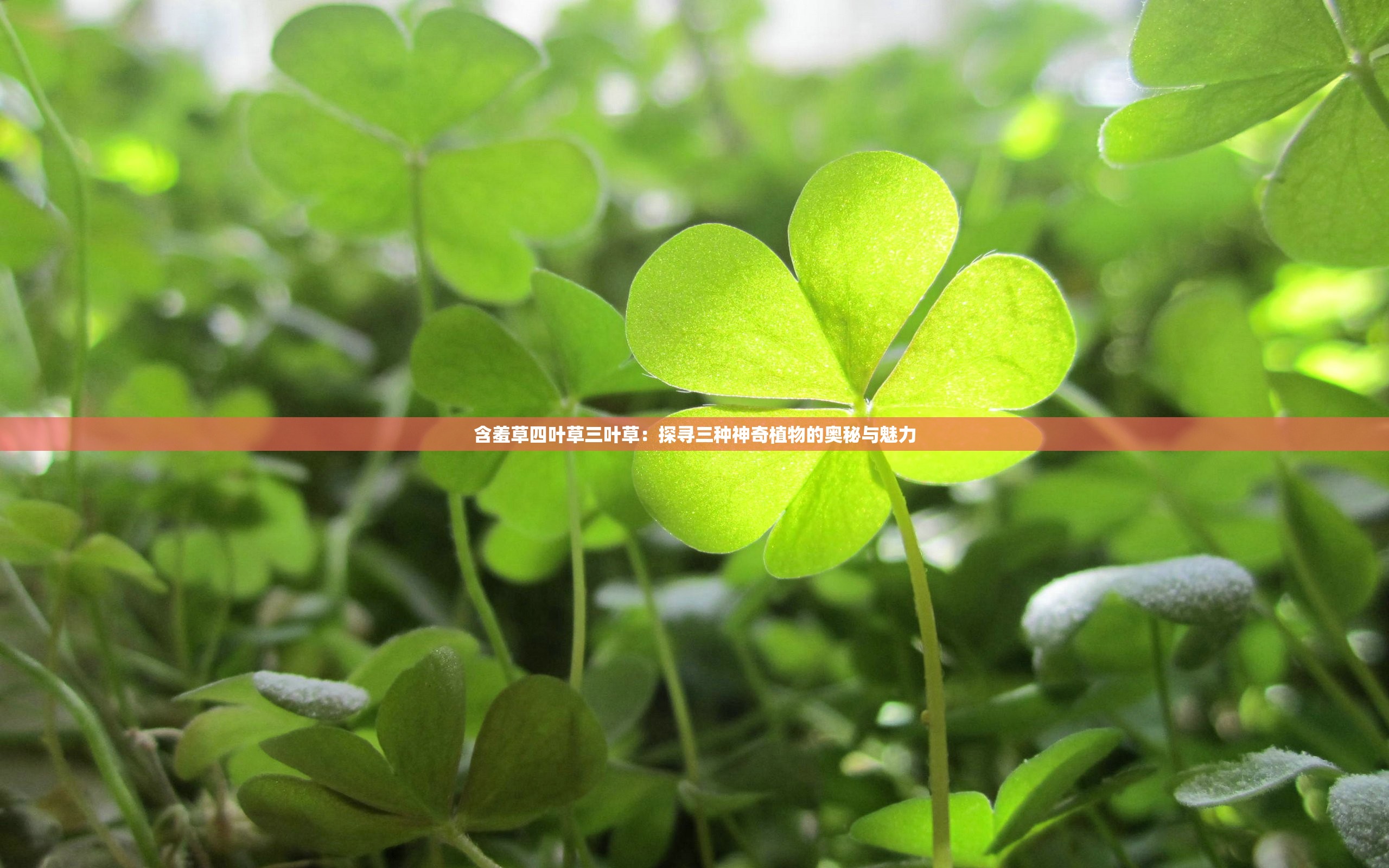 含羞草四叶草三叶草：探寻三种神奇植物的奥秘与魅力