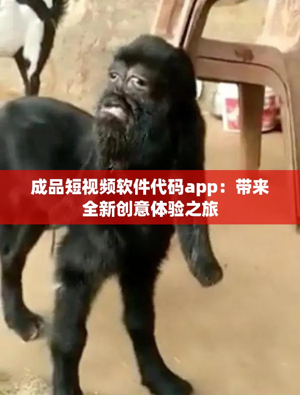 成品短视频软件代码app：带来全新创意体验之旅