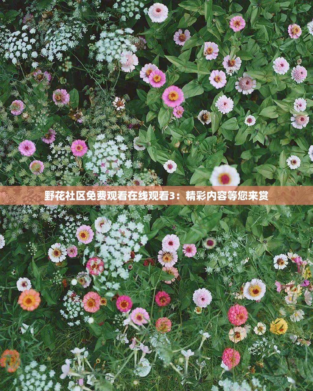 野花社区免费观看在线观看3：精彩内容等您来赏