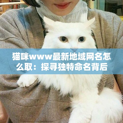 猫咪www最新地域网名怎么取：探寻独特命名背后的灵感源泉