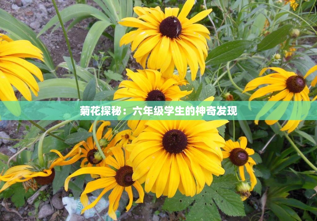 菊花探秘：六年级学生的神奇发现