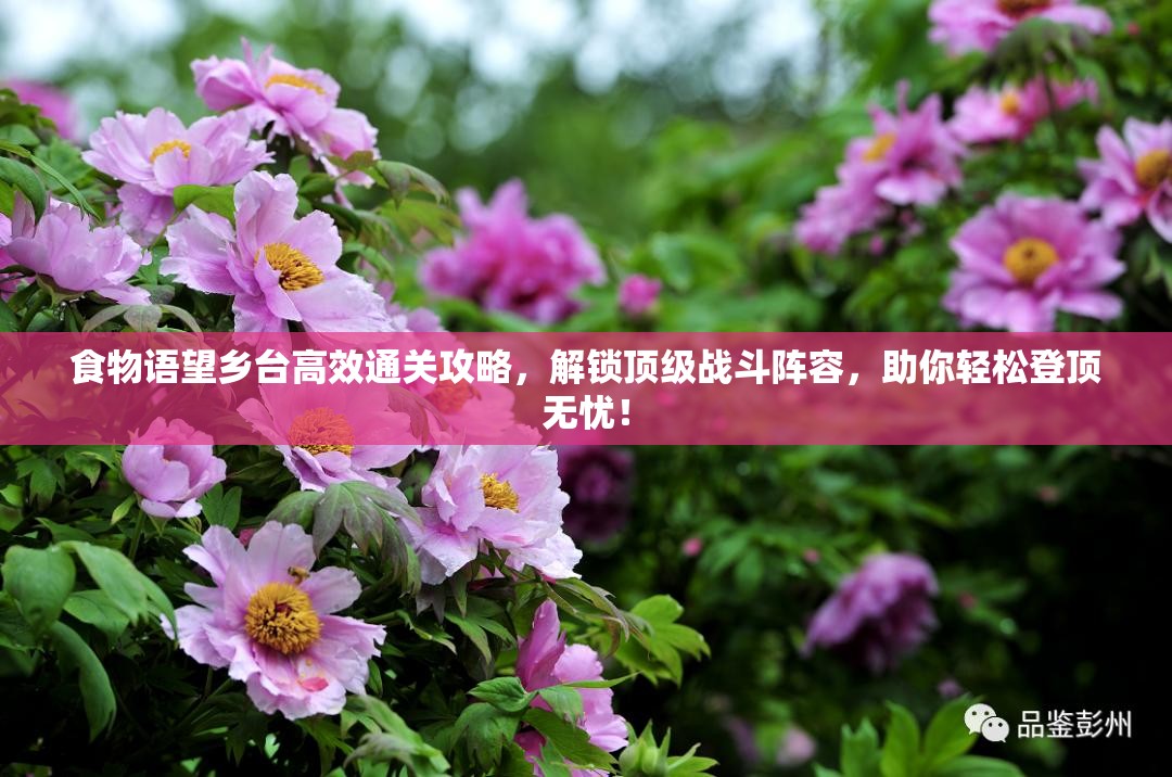 食物语望乡台高效通关攻略，解锁顶级战斗阵容，助你轻松登顶无忧！