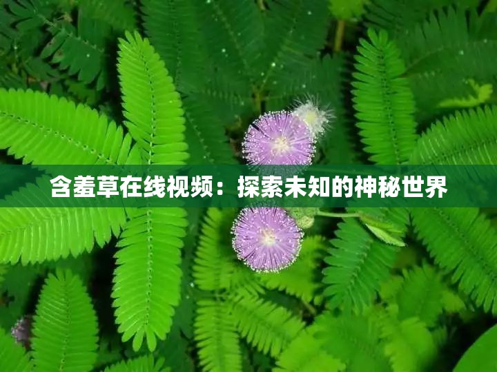 含羞草在线视频：探索未知的神秘世界