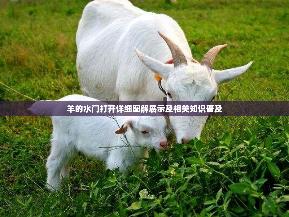 羊的水门打开详细图解展示及相关知识普及