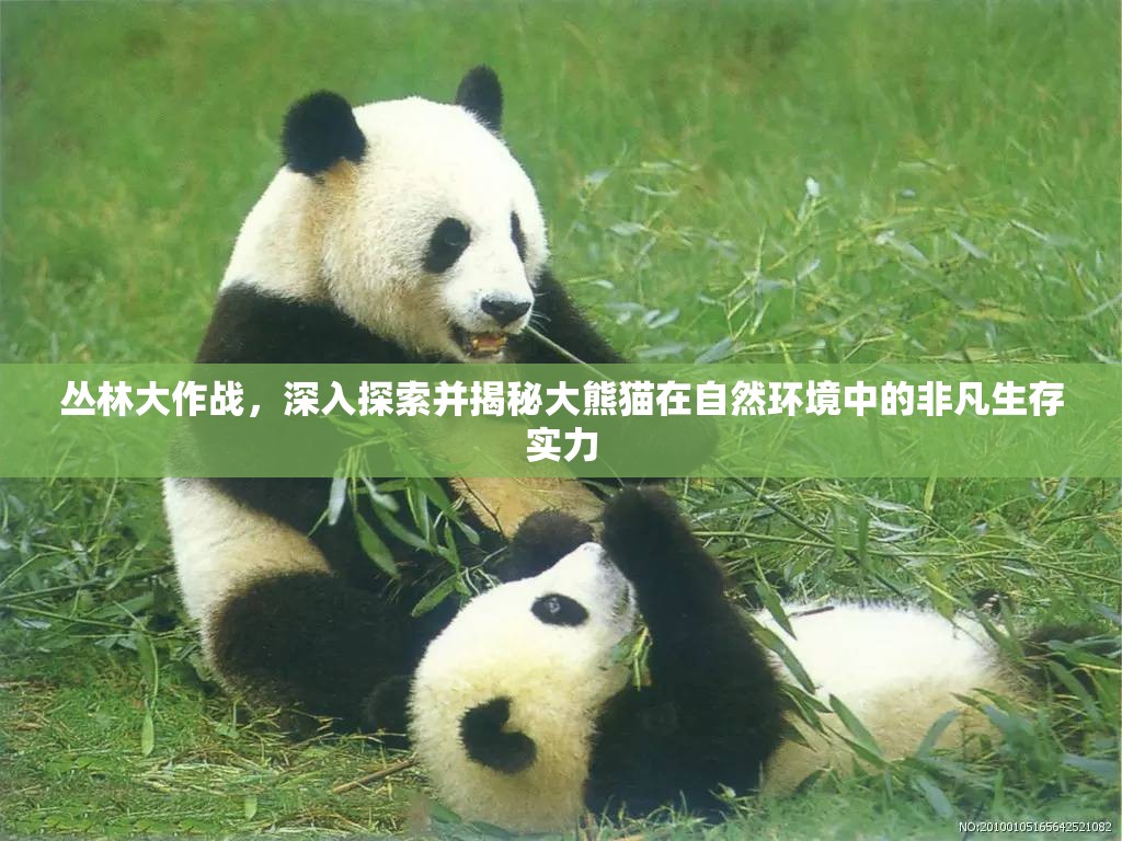 丛林大作战，深入探索并揭秘大熊猫在自然环境中的非凡生存实力