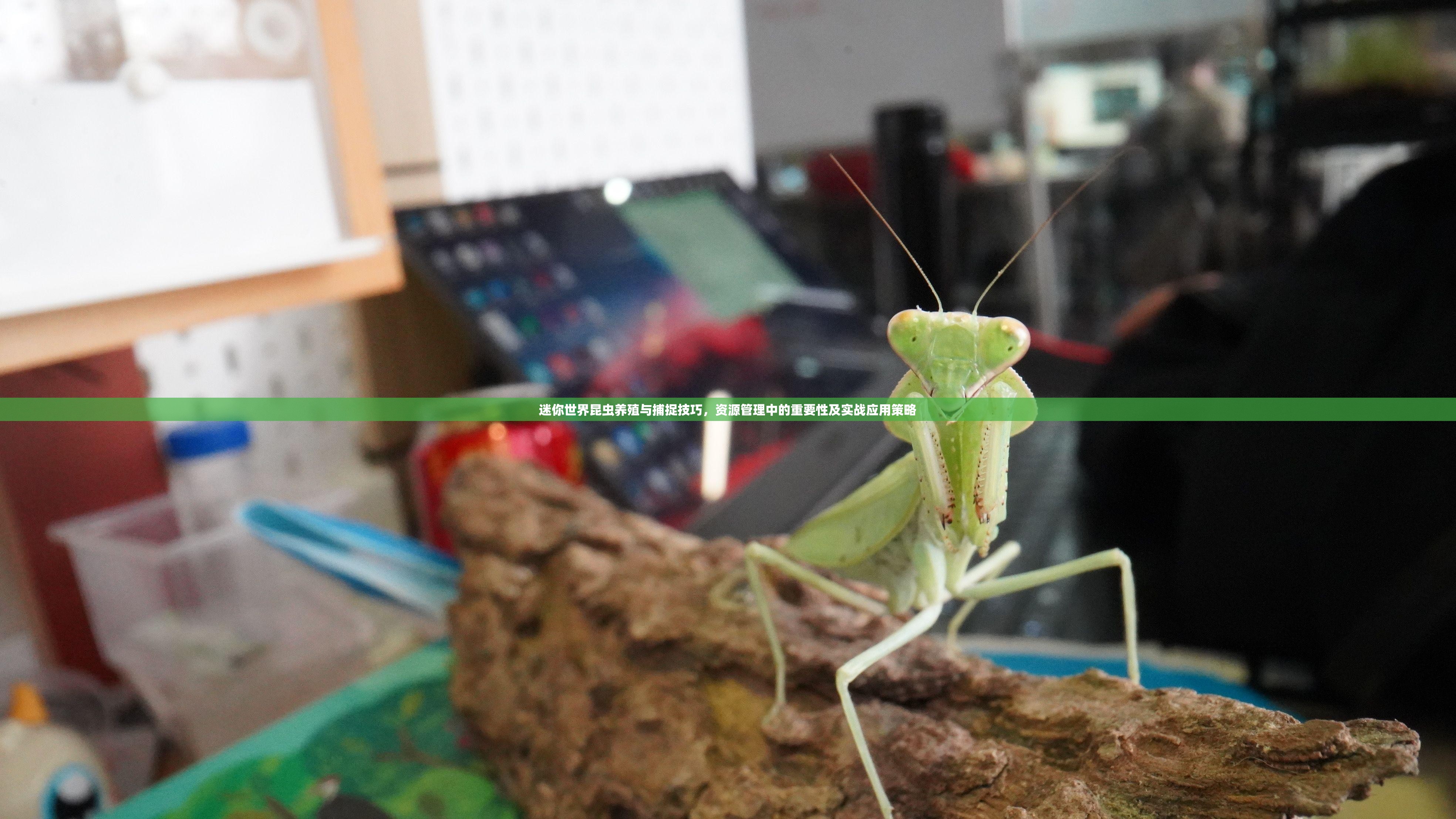 迷你世界昆虫养殖与捕捉技巧，资源管理中的重要性及实战应用策略