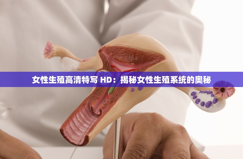 女性生殖高清特写 HD：揭秘女性生殖系统的奥秘