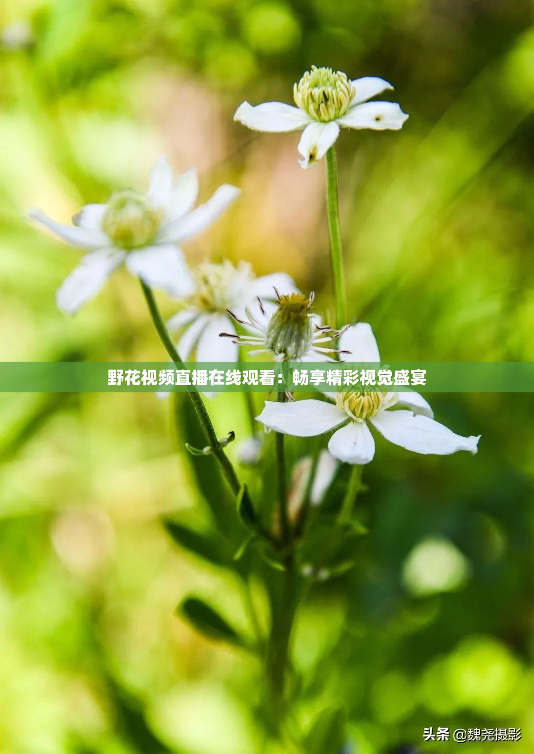 野花视频直播在线观看：畅享精彩视觉盛宴