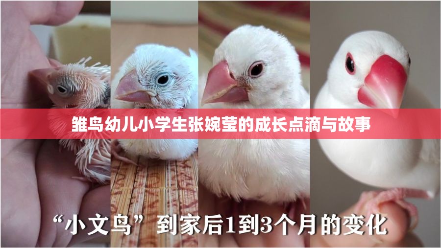 雏鸟幼儿小学生张婉莹的成长点滴与故事