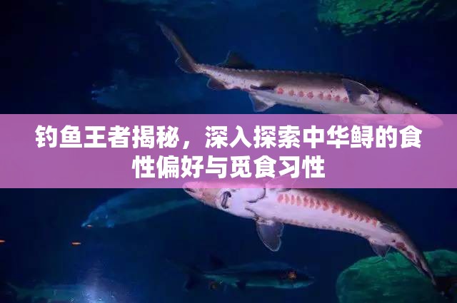 钓鱼王者揭秘，深入探索中华鲟的食性偏好与觅食习性