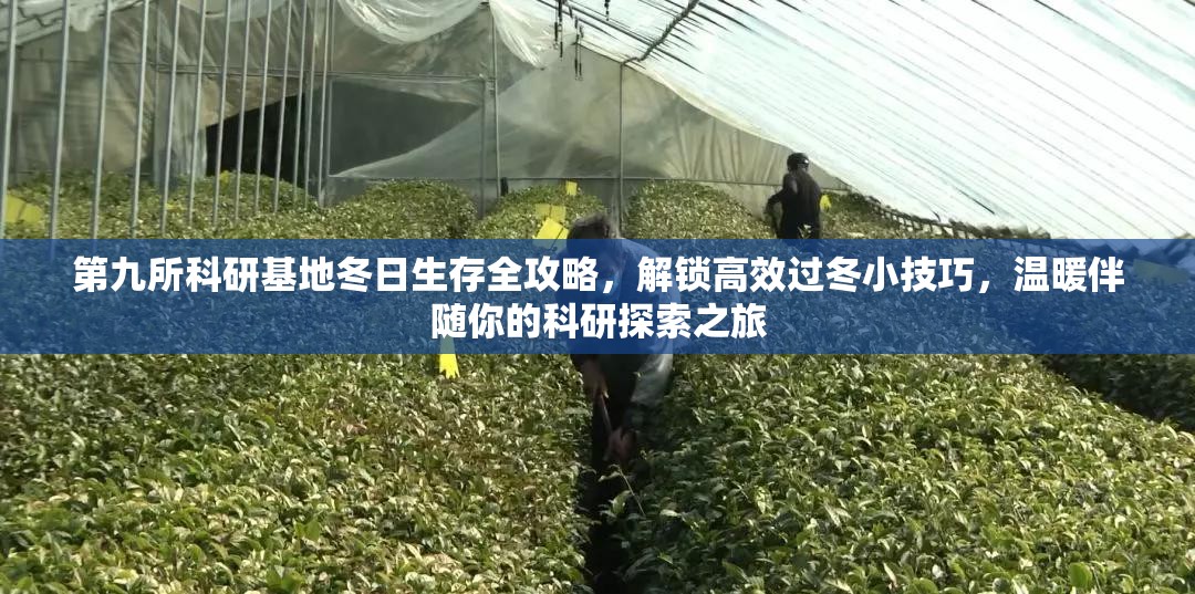 第九所科研基地冬日生存全攻略，解锁高效过冬小技巧，温暖伴随你的科研探索之旅