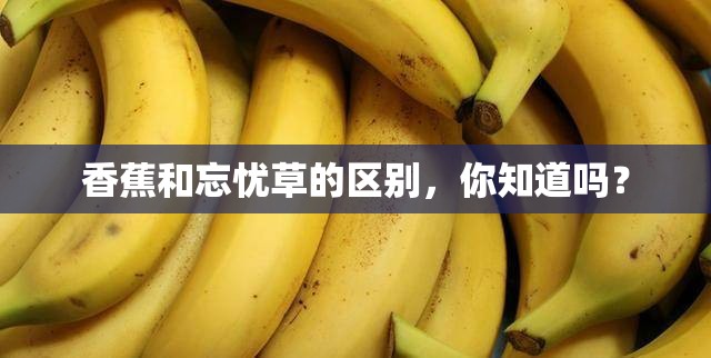 香蕉和忘忧草的区别，你知道吗？