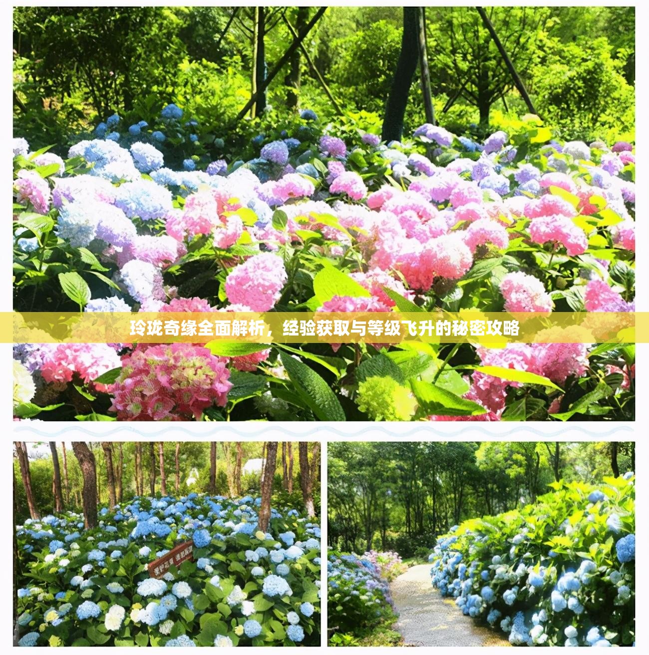 玲珑奇缘全面解析，经验获取与等级飞升的秘密攻略