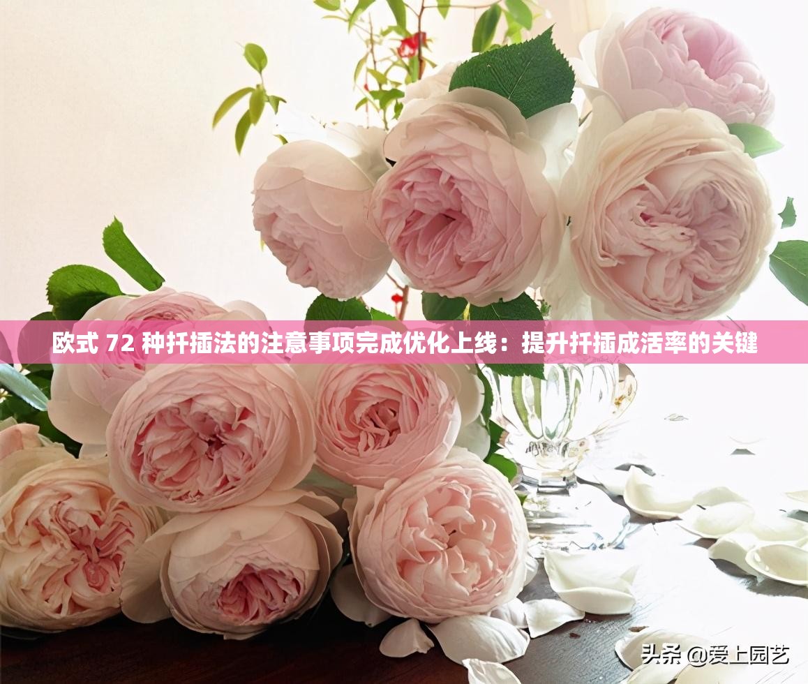 欧式 72 种扦插法的注意事项完成优化上线：提升扦插成活率的关键