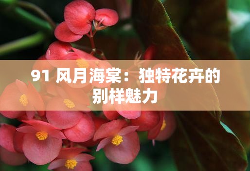 91 风月海棠：独特花卉的别样魅力