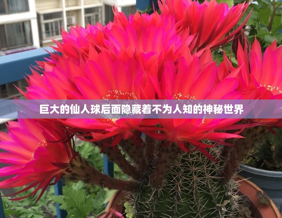 巨大的仙人球后面隐藏着不为人知的神秘世界