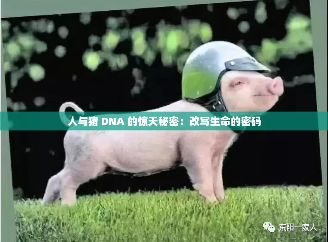 人与猪 DNA 的惊天秘密：改写生命的密码