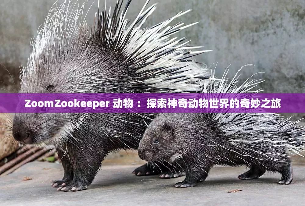 ZoomZookeeper 动物 ：探索神奇动物世界的奇妙之旅