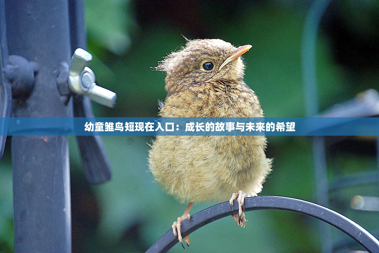 幼童雏鸟短现在入口：成长的故事与未来的希望