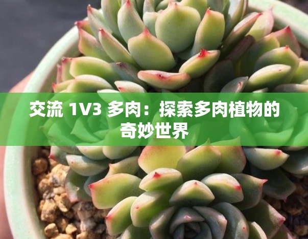 交流 1V3 多肉：探索多肉植物的奇妙世界