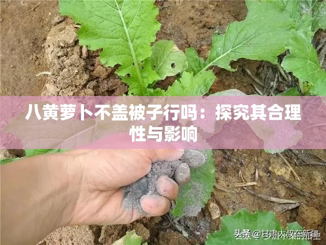 八黄萝卜不盖被子行吗：探究其合理性与影响