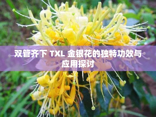 双管齐下 TXL 金银花的独特功效与应用探讨