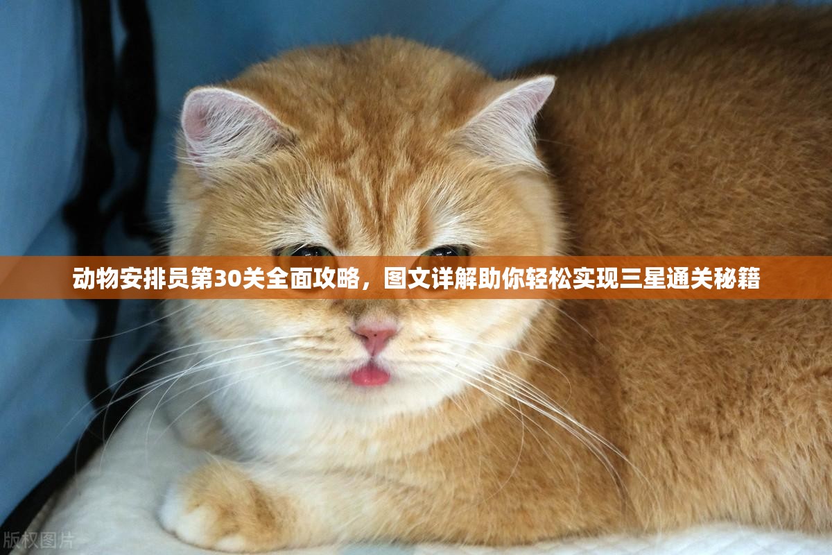 动物安排员第30关全面攻略，图文详解助你轻松实现三星通关秘籍