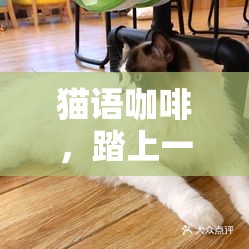猫语咖啡，踏上一场融合温馨、治愈与萌宠元素的独特经营之旅