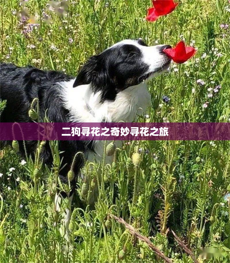 二狗寻花之奇妙寻花之旅