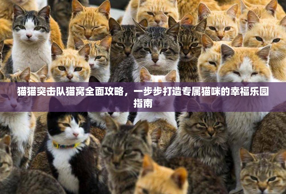 猫猫突击队猫窝全面攻略，一步步打造专属猫咪的幸福乐园指南
