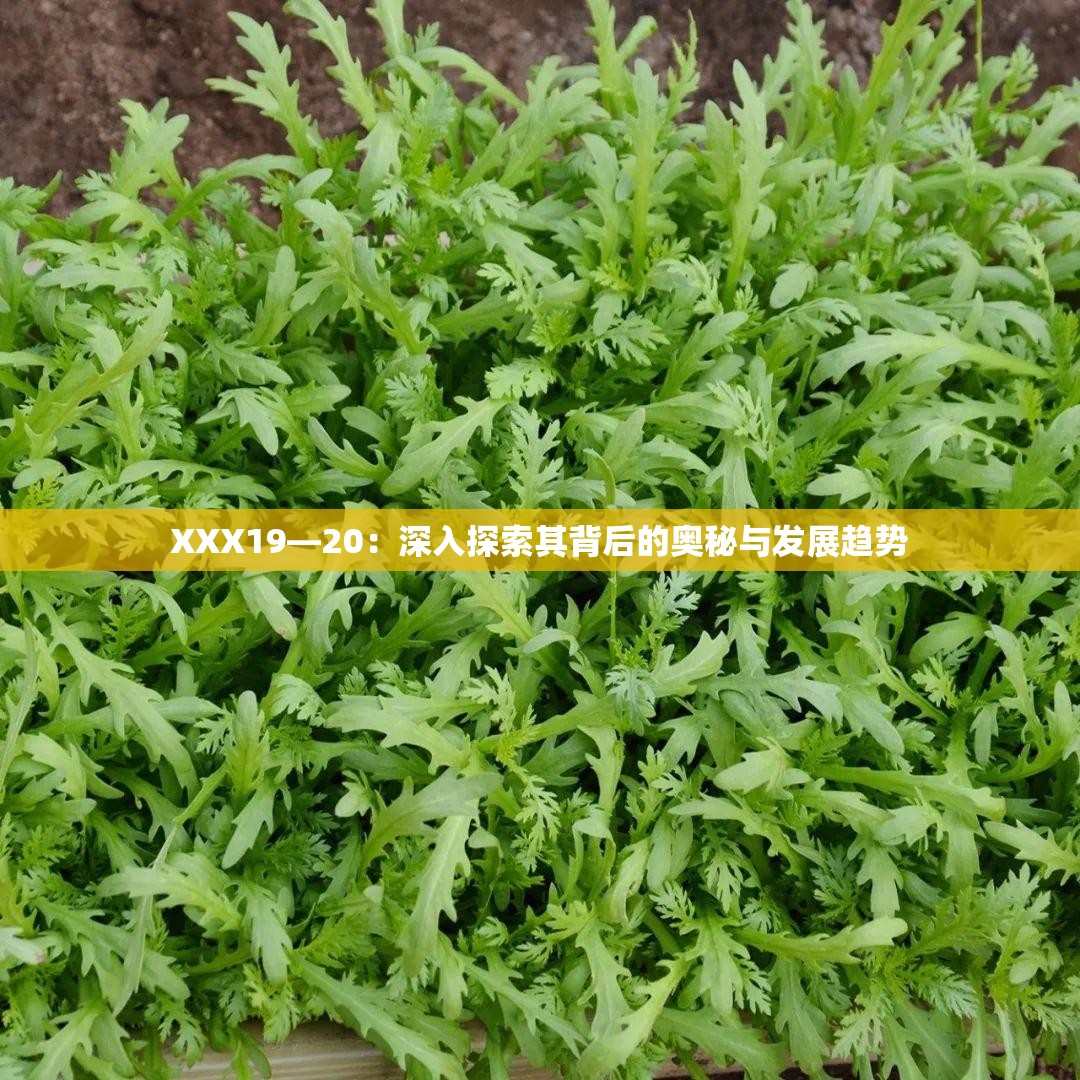 XXX19—20：深入探索其背后的奥秘与发展趋势