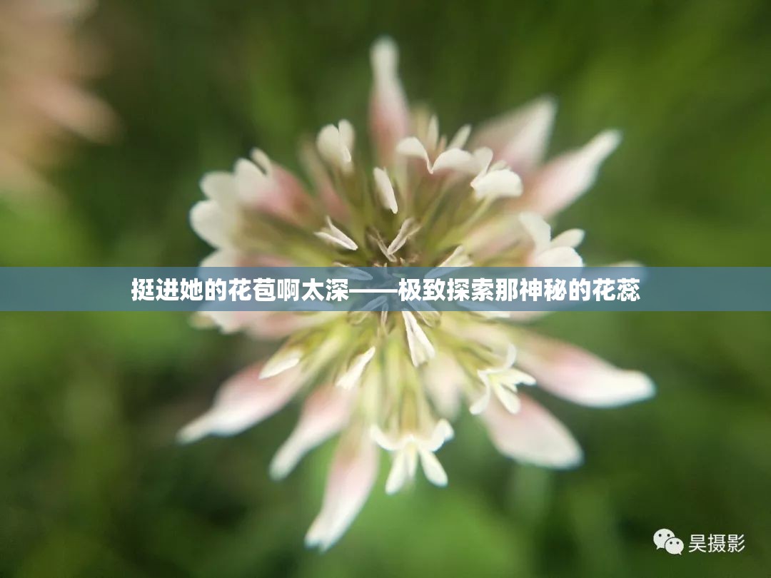 挺进她的花苞啊太深——极致探索那神秘的花蕊