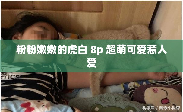 粉粉嫩嫩的虎白 8p 超萌可爱惹人爱