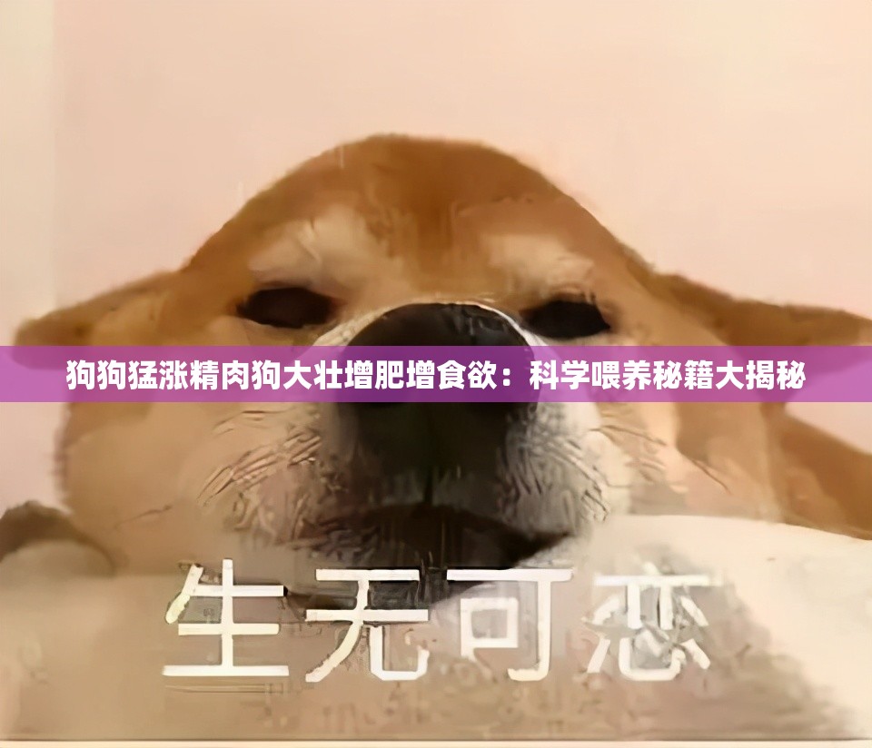 狗狗猛涨精肉狗大壮增肥增食欲：科学喂养秘籍大揭秘
