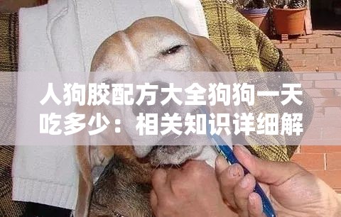 人狗胶配方大全狗狗一天吃多少：相关知识详细解读与探讨