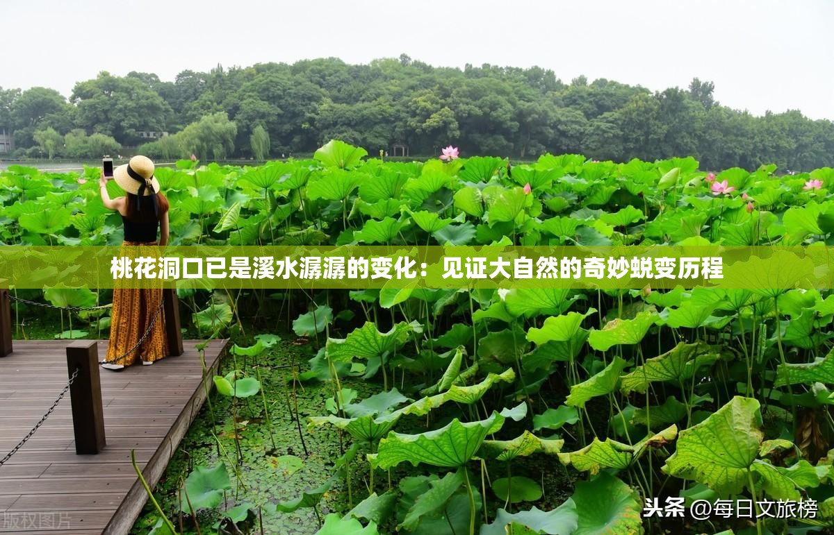 桃花洞口已是溪水潺潺的变化：见证大自然的奇妙蜕变历程