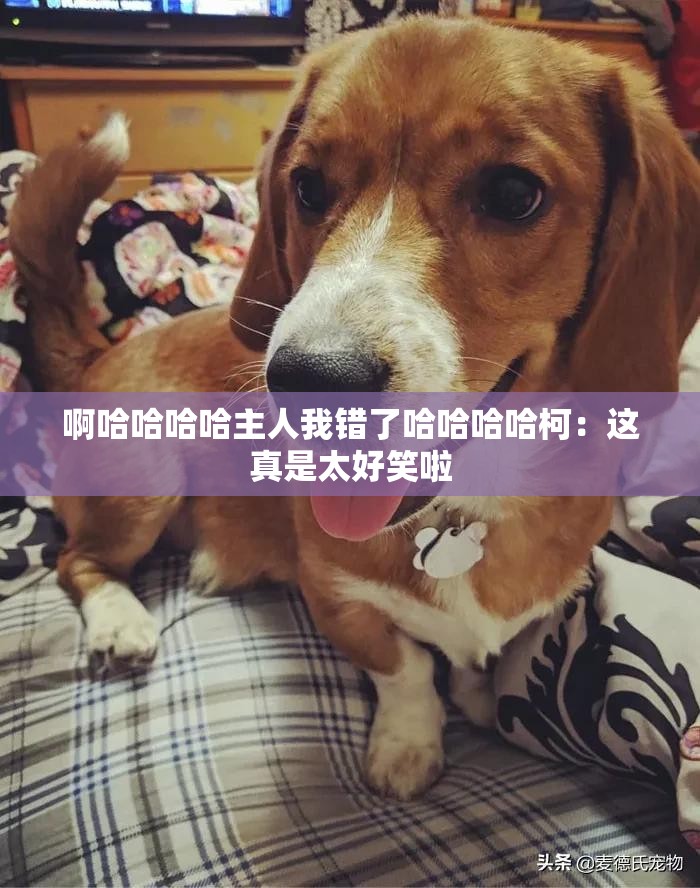 啊哈哈哈哈主人我错了哈哈哈哈柯：这真是太好笑啦