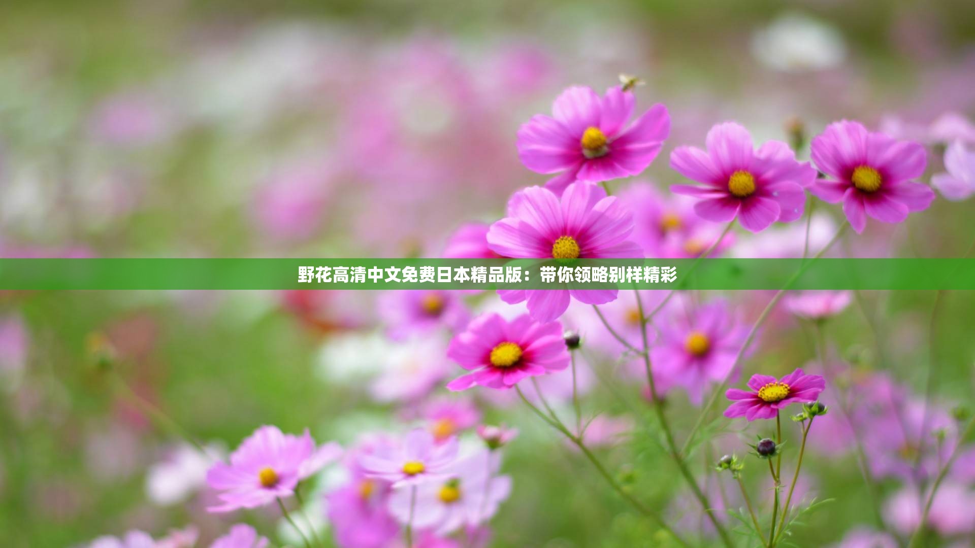 野花高清中文免费日本精品版：带你领略别样精彩