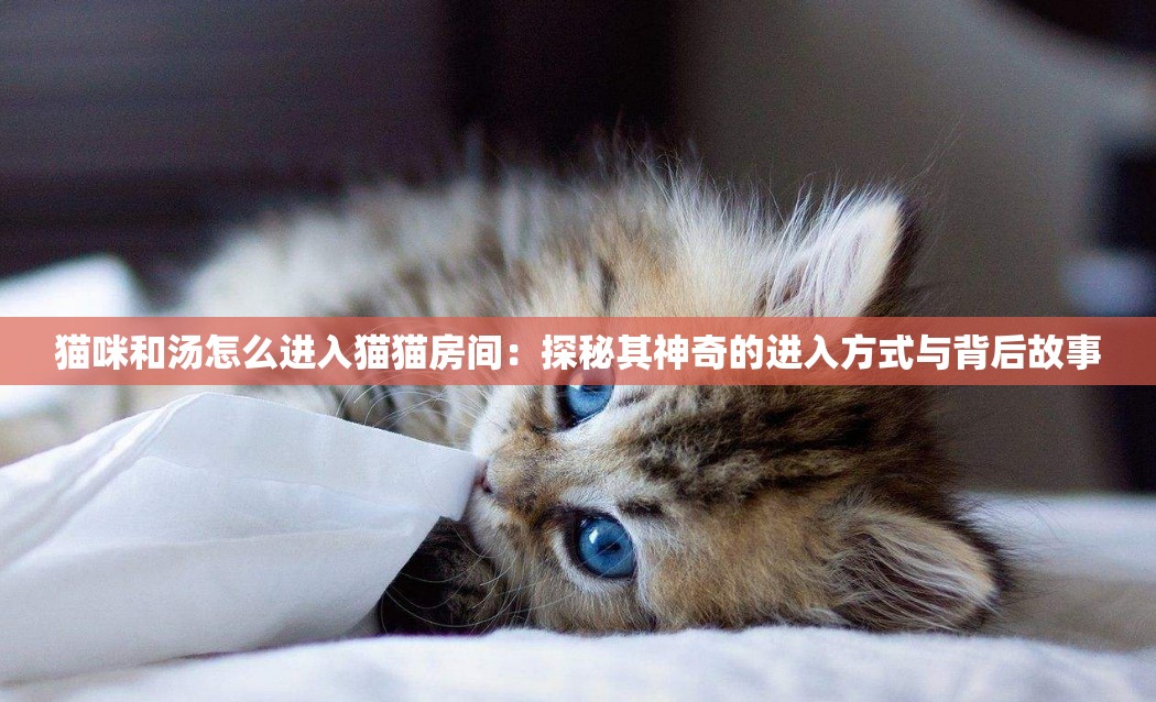 猫咪和汤怎么进入猫猫房间：探秘其神奇的进入方式与背后故事