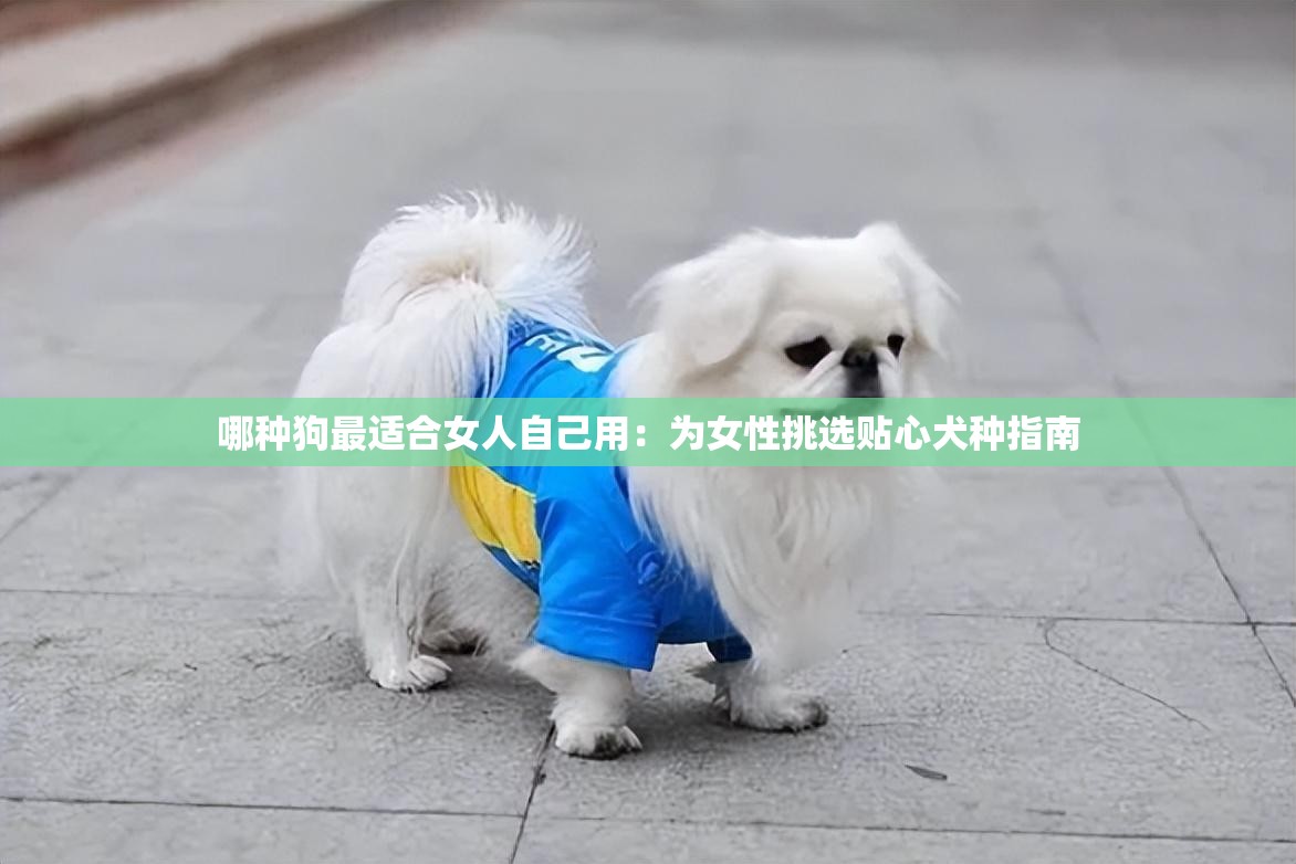 哪种狗最适合女人自己用：为女性挑选贴心犬种指南
