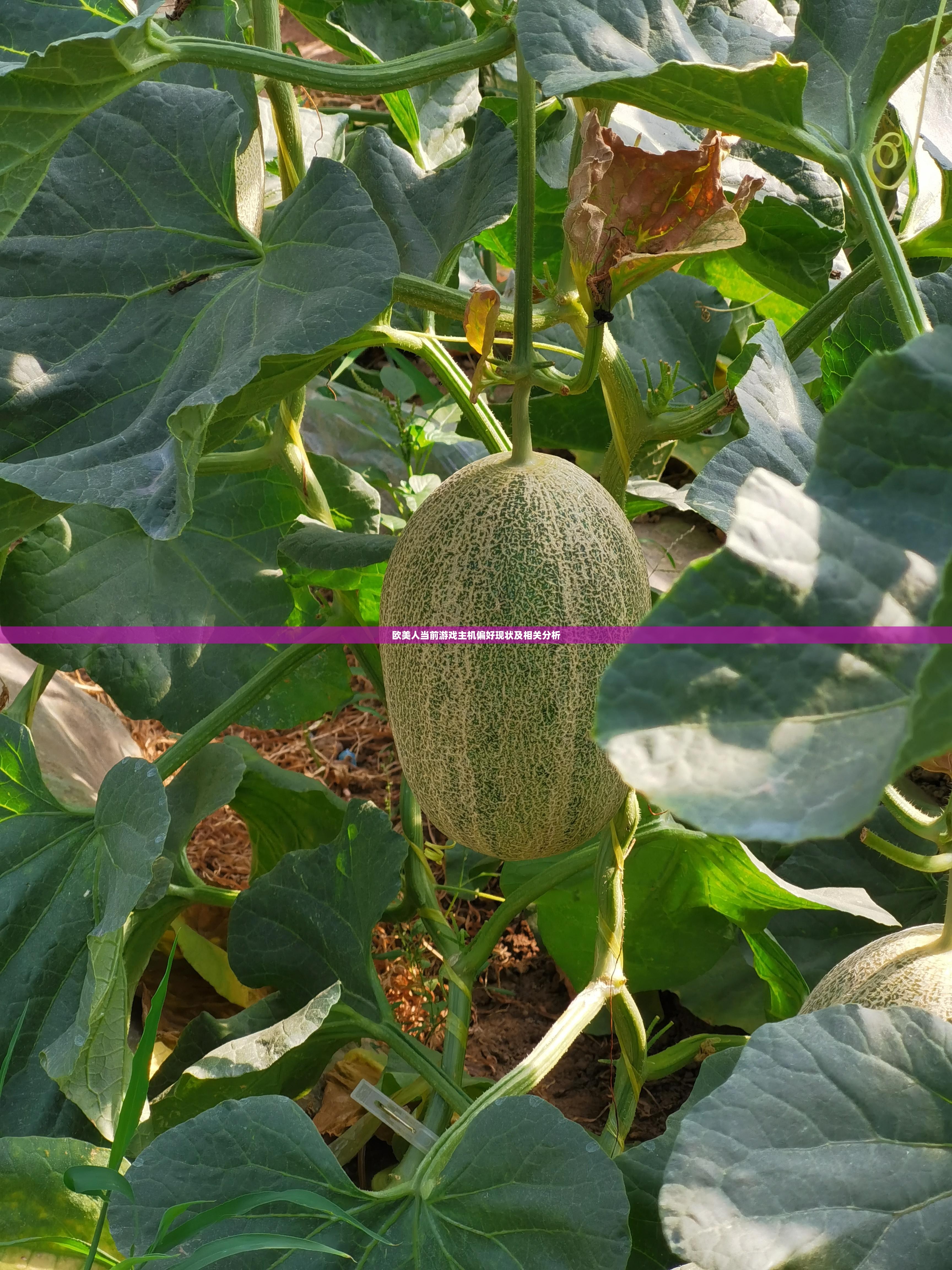 欧美人当前游戏主机偏好现状及相关分析