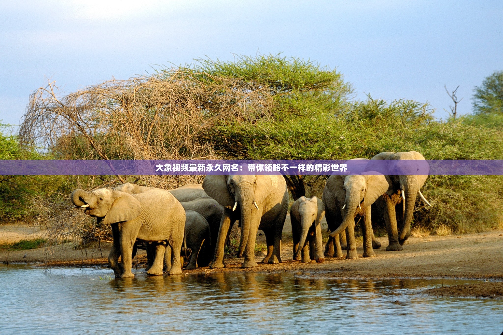 大象视频最新永久网名：带你领略不一样的精彩世界
