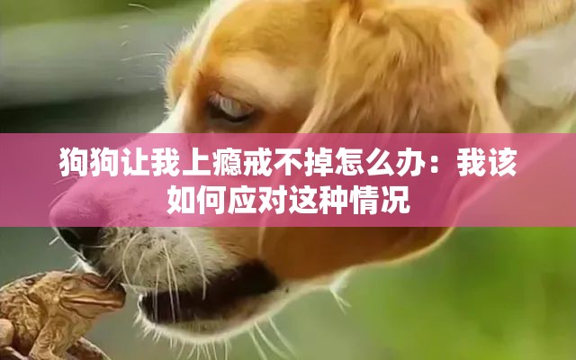 狗狗让我上瘾戒不掉怎么办：我该如何应对这种情况