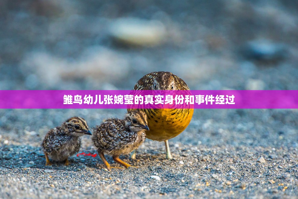 雏鸟幼儿张婉莹的真实身份和事件经过